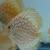 Live Freshwater Fish Discus, Guppy, Molly, Parrot Cichlid, Flowerhorn 10 thumbnail