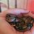 Ball python 4 thumbnail