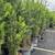 Tropical Hedges Plants (for Privacy) Podocarpus starting at : 14 thumbnail