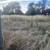 Brush & weed clearing 6 thumbnail