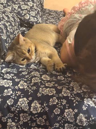 British Shorthair Kitten – 6 Months – Rehoming Fee63699050650625121