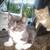 Kittens of Russian Blue Mother 15 thumbnail