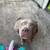 FEMALE XL AMERICAN BULLY (LILAC) 9 thumbnail