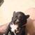 Border Collie pups!!! 3 thumbnail