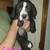 Great Dane Puppies 12 thumbnail
