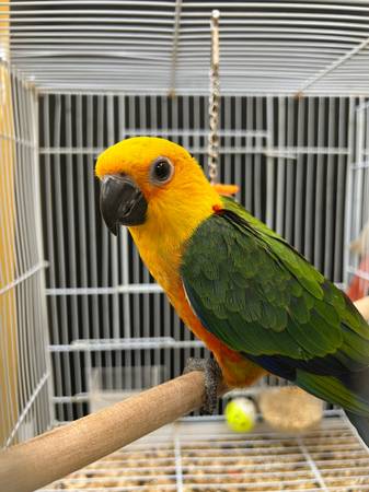 Sun and Jenday Conures (vallejo / benicia)63836592118913121