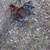 Rooster 1 thumbnail