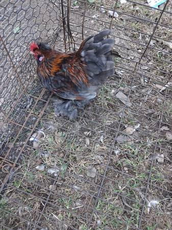 Rooster 1