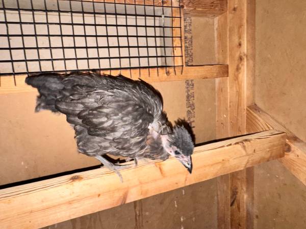 3 Naked Neck Easter Egger Juveniles 1