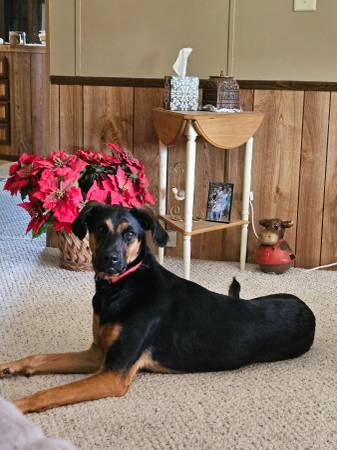 15 month old female black and tan dog (Sturgis)63854134870275120