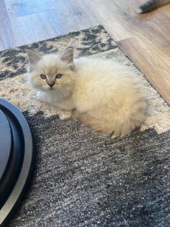 Ragdoll Kittens (san diego)63955847642242123