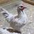 LAVENDER ORPINGTON  ROOSTER 2 thumbnail