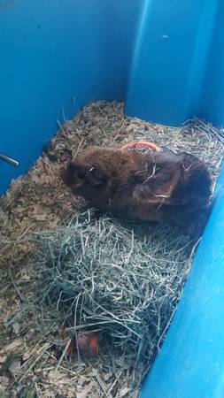 Abyssinian guinea pig 1