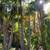 36” Multi King Palms Trees 1 thumbnail