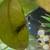 freshwater fish 4 thumbnail