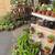 South African wide tongue succulents and other succulents 7 thumbnail