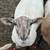 Katahdin whethers and ewes 1 thumbnail