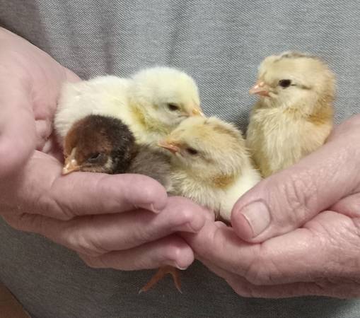 Indio Gigante Chicks 1