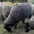 Gotland Sheep 6 thumbnail