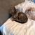 2 3 month female tabbys need rehoming 1 thumbnail