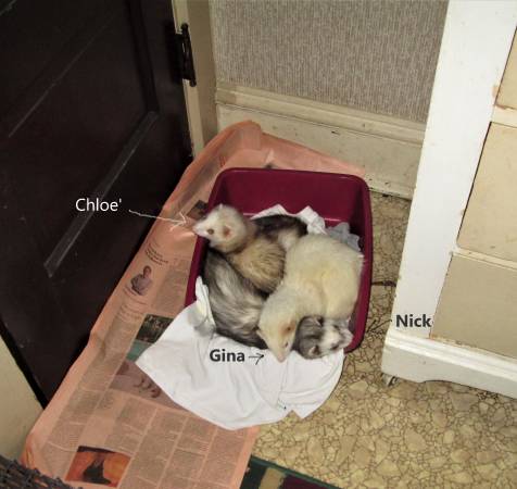 Disabled person seeks potential Adopter for 3 awesome ferrets. 1