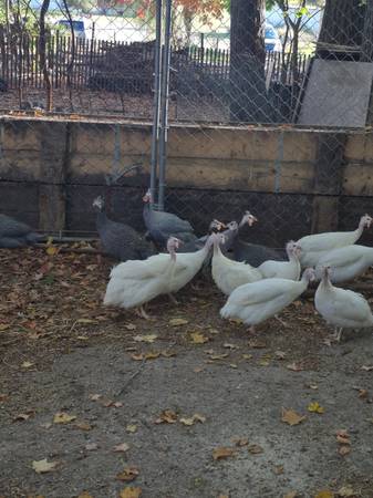 Guinea hens!!! 1