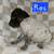 German Short-haired Pointer 11 thumbnail