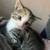 Baby cat 1 thumbnail