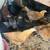 pullets for sale 3 thumbnail