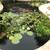 Aquarium and Pond Maintenance and supplies 21 thumbnail