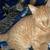 Simba: Sweet 5monthold Orange Boy needs amazing home 7 thumbnail