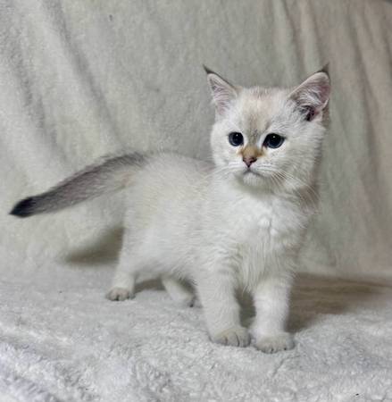 Cute Kitten (Renton)63911483584387122