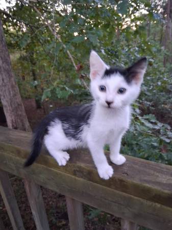 Baby kittens (Dawsonville)63881507272195121
