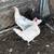 Chickens 2 thumbnail