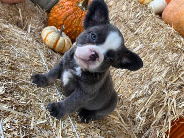 Fluffy Frenchie pups63919894675459122