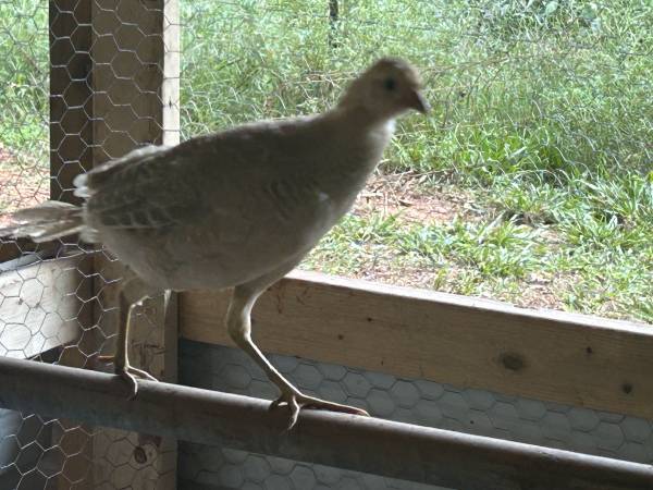 Yellow Gold Pheasant 1
