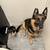 Looking to rehome my 6yr old German Shepherd 1 thumbnail