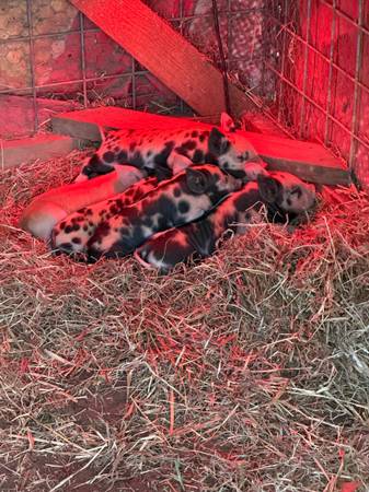 Idaho Pasture Pigs 1