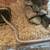 Juvenile Kenyan Sand Boa 5 thumbnail