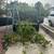 TREE TRIMMERS /TREE REMOVAL SERVICES 2 thumbnail