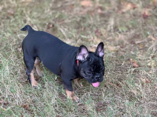 French bulldogs (Conyers)63881506117121121