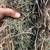 Alfalfa rounds 6 thumbnail