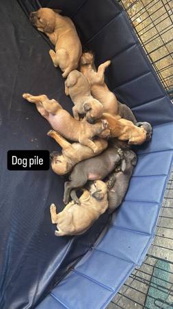 BOERBOELS (Vallejo)63861571500675120
