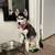 4 month old female husky:) 7 thumbnail