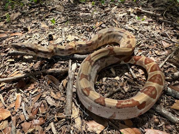 Female Hypo Het Sharp Albino 1