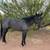 AQHA-Smokey Black Filly 8 thumbnail