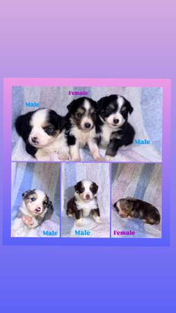 Mini Aussie 1