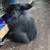Bunnies 5 thumbnail