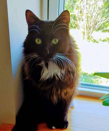rehoming beautiful tomcat, 5 years old (Pensacola)63836589601153120