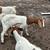 Boer goats 4 thumbnail